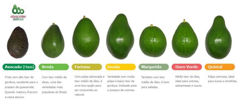 Abacate | Tipos de Abacate - Cozinha Técnica